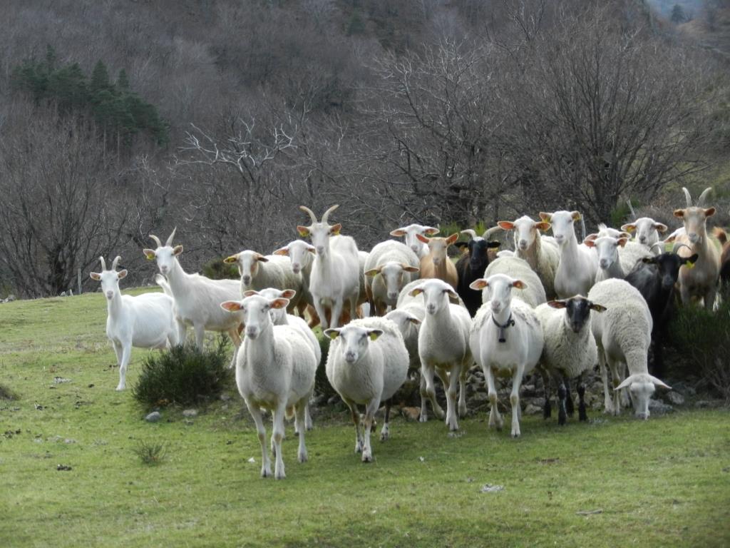 Genestelle, 0 , 0 ,0,Radhus / Byhus,Till salu,0,1412